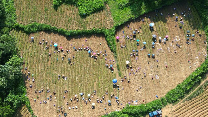 魚塘村太子參豐收場面。
