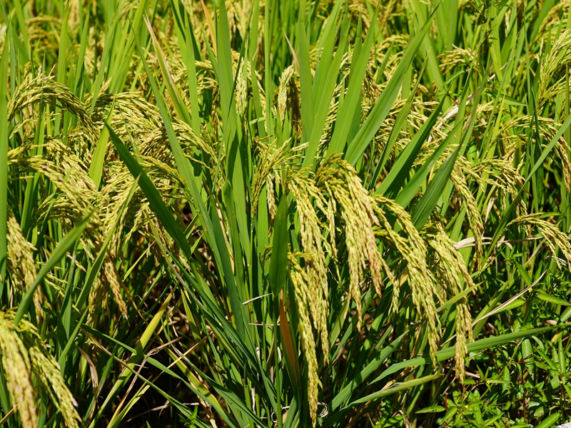 江古洞尾的稻田內稻穗隨風搖曳。