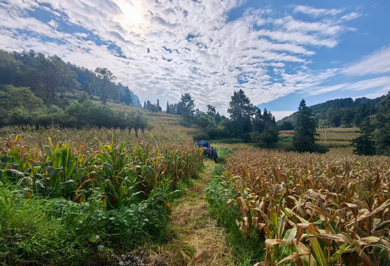 玉米地.jpg