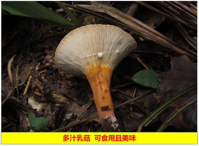 多汁乳菇 可食用且美味。