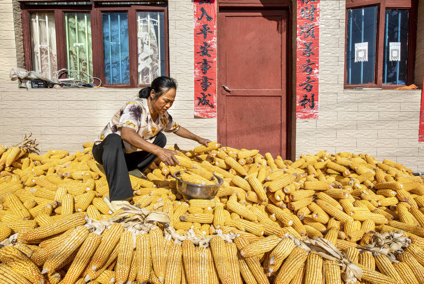2025年9月1日，貴州省黔西市洪水鎮官莊村，農民在晾曬收獲的玉米。
