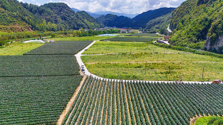 科技賦能收三茬 南瓜豐產直供大灣區。