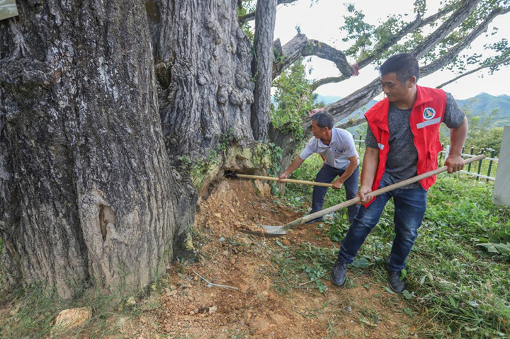 6464棵古樹名木投保 14棵珍稀大樹復壯復生機。