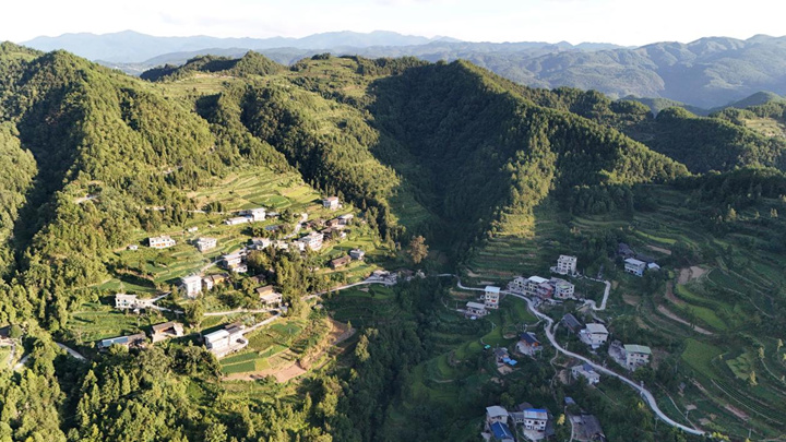 6464棵古樹名木投保 14棵珍稀大樹復壯復生機。