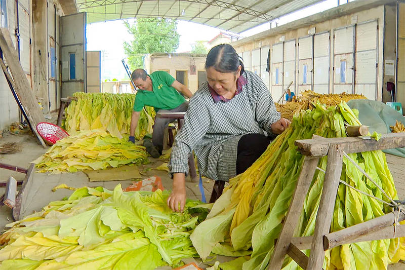 在福泉市龍昌鎮，煙農正在烘烤煙葉。劉艦濤攝
