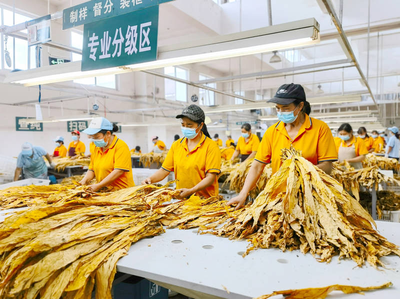 龍昌煙葉站內，分級工正在對烤煙進行質檢分級。劉艦濤攝