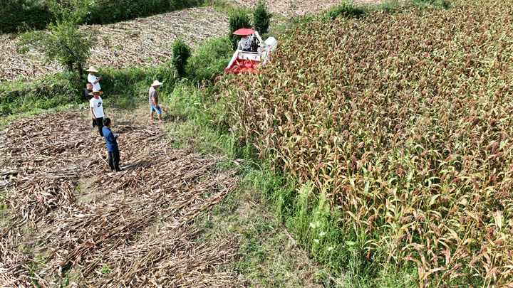 高粱采收現場。