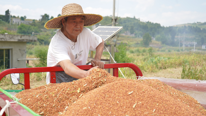 村民正在將采收好的高粱運回家。