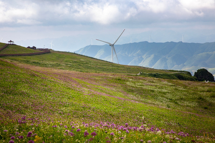9月2日在貴州省畢節市赫章縣阿西里西·韭菜坪景區拍攝的花海景觀。