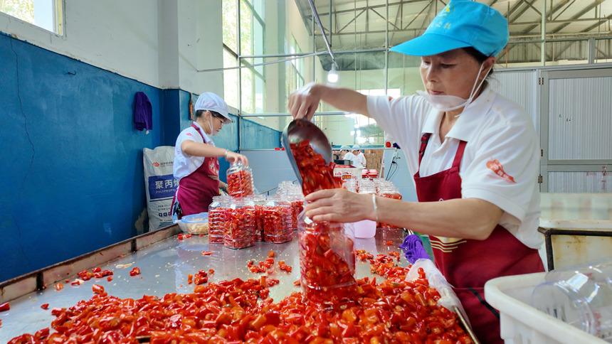 工人正在灌裝辣椒。