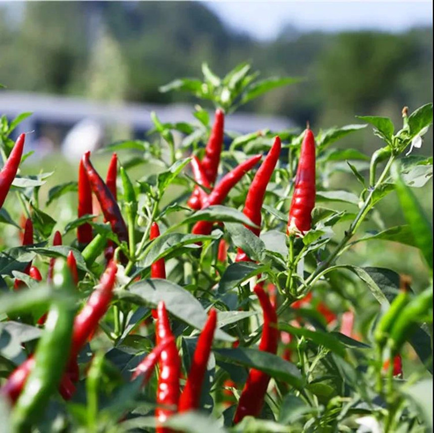 火紅的辣椒掛滿枝頭。