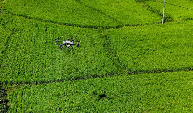 無人機正在開展病蟲害防治噴灑作業。姜澤光攝.jpg