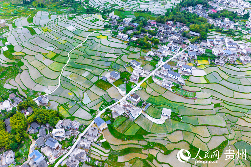 航拍貴陽市花溪區高坡梯田。人民網記者 涂敏攝
