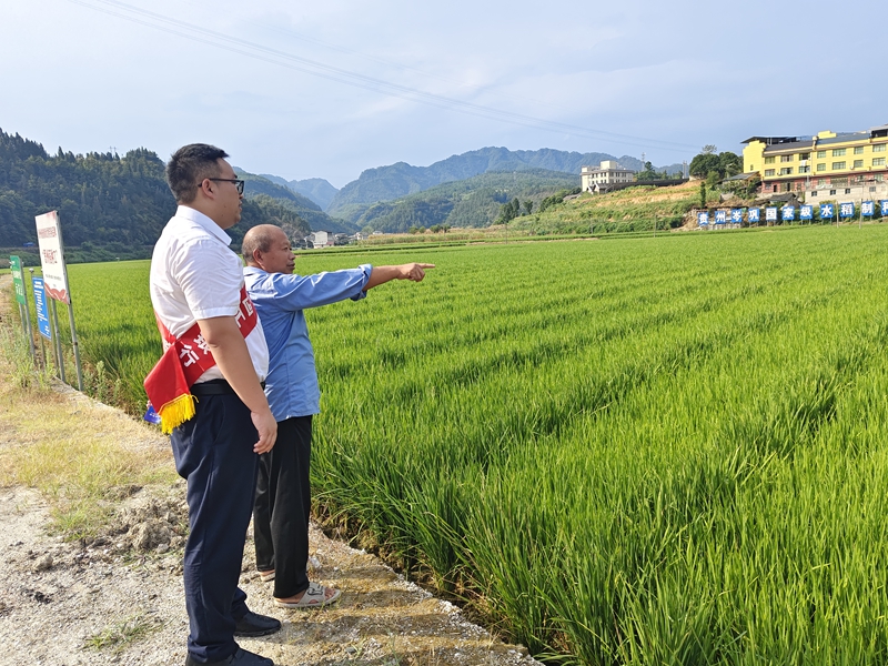 1 圖為該行工作人員深入岑鞏縣田間地頭，摸排雜交水稻制種種植情況。.jpg