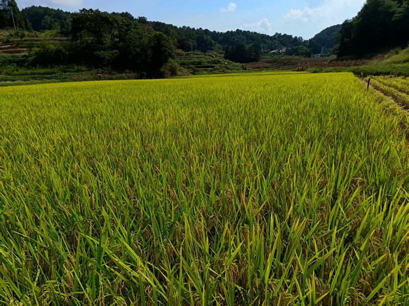 坭壩鄉大片稻田在陽光下閃爍，金黃一片，盡顯豐收的壯闊景象。王燁 攝.jpg