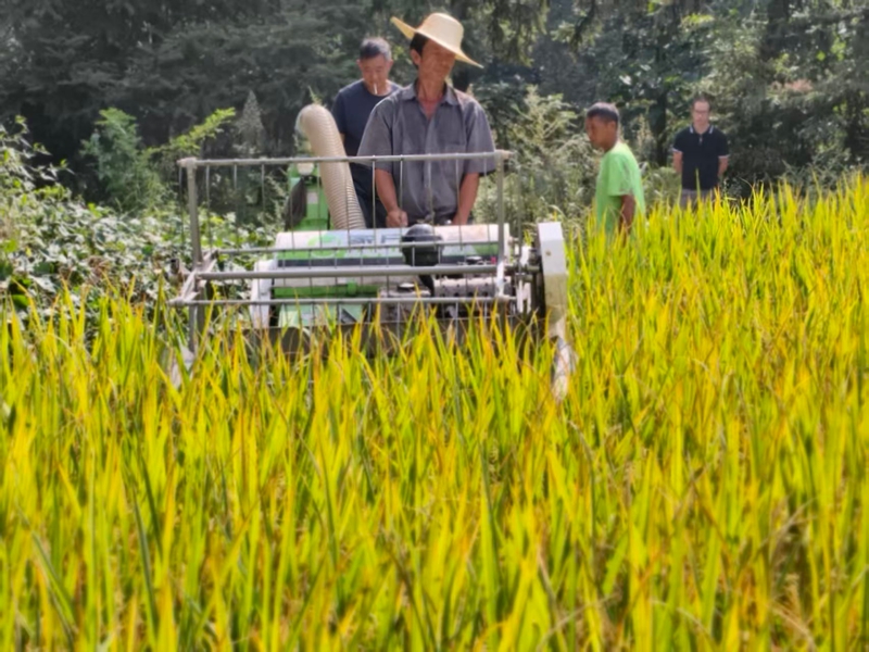 小型收割機在坭壩鄉稻田中穿梭作業，助力高效完成水稻收割。王燁 攝.jpg