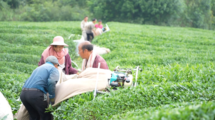 西秀技術培訓激活茶產業發展新動能。