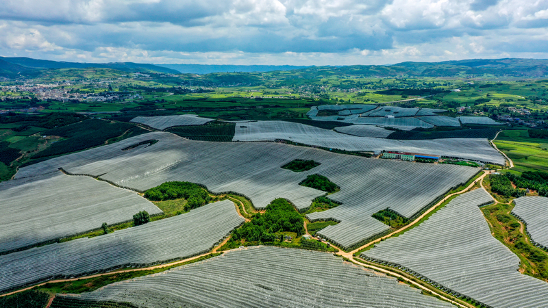 位于迤那鎮的貴州威寧產投生態果業有限責任公司蘋果種植基地。
