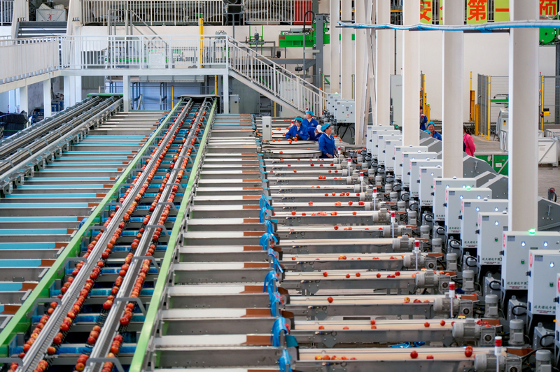 分選線上，剛從格基地運來的蘋果通過各道程序后，分別送到各個包裝平臺。