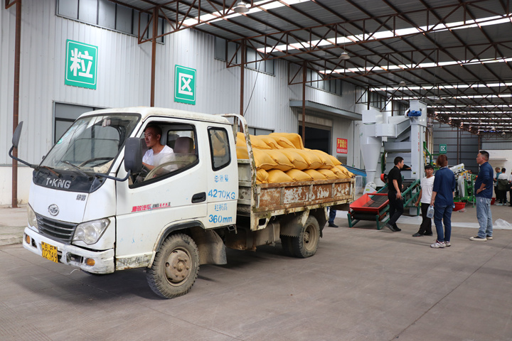 七星關區酒用高粱加工收購中心，經過基地核對、排隊編號、質量外檢、機選、過磅等收購流程后，一顆顆飽滿紅潤的高粱粒順利入倉。劉娟攝