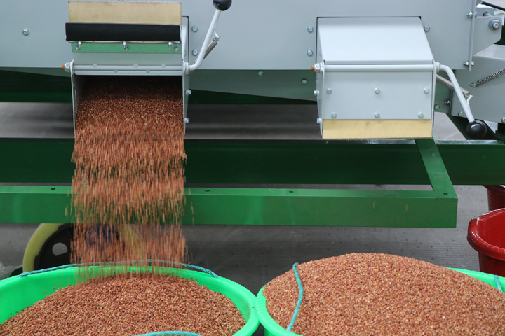 七星關區酒用高粱加工收購中心，經過基地核對、排隊編號、質量外檢、機選、過磅等收購流程后，一顆顆飽滿紅潤的高粱粒順利入倉。劉娟攝
