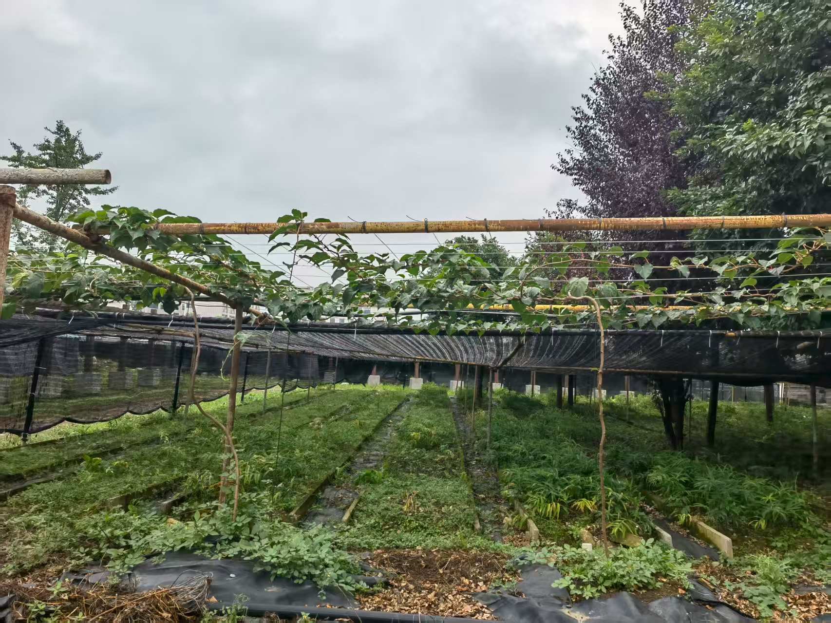 從“野草”到“金草”——寶林科技探索中醫藥全產業鏈新路徑。