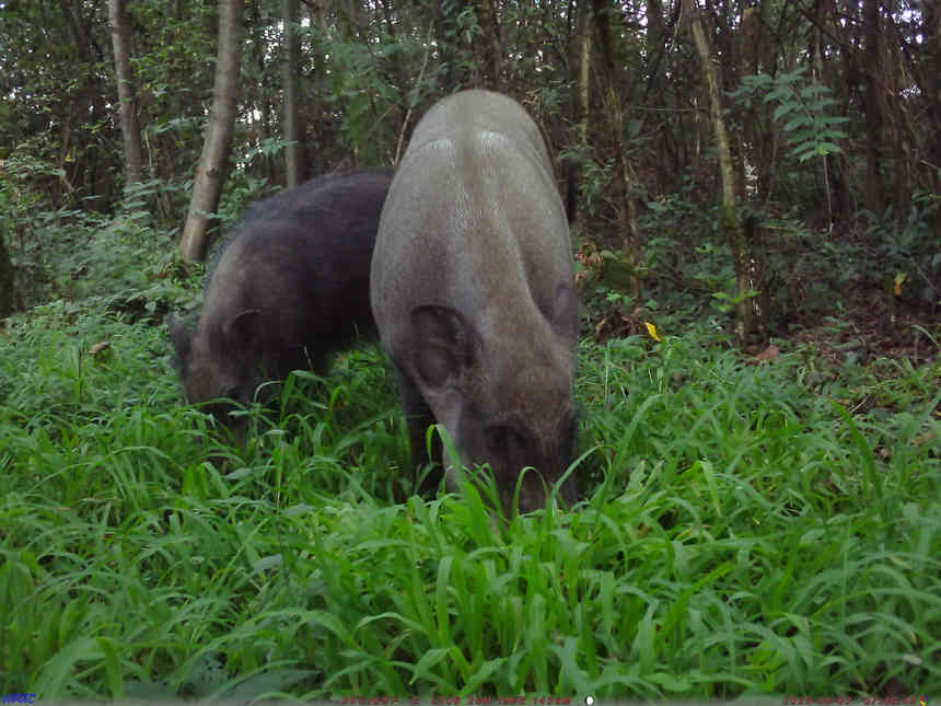 省國有扎佐林場監測到野豬。張雷拍攝