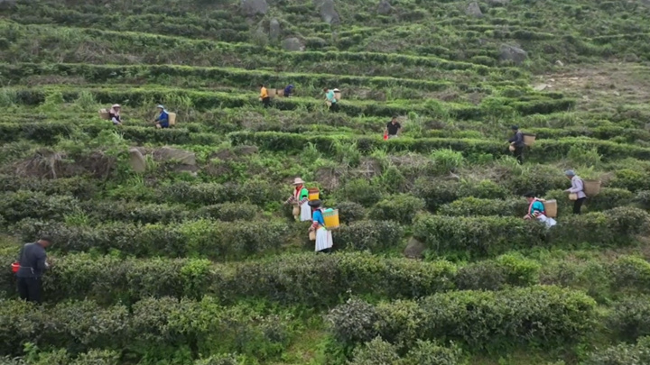 茶山秋色。