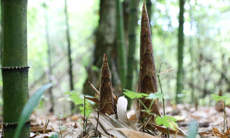 剛出土的方竹筍。陳桂良攝
