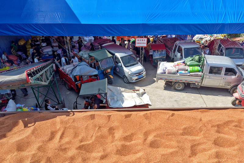 高粱收購點熱鬧非凡。陳桂良攝