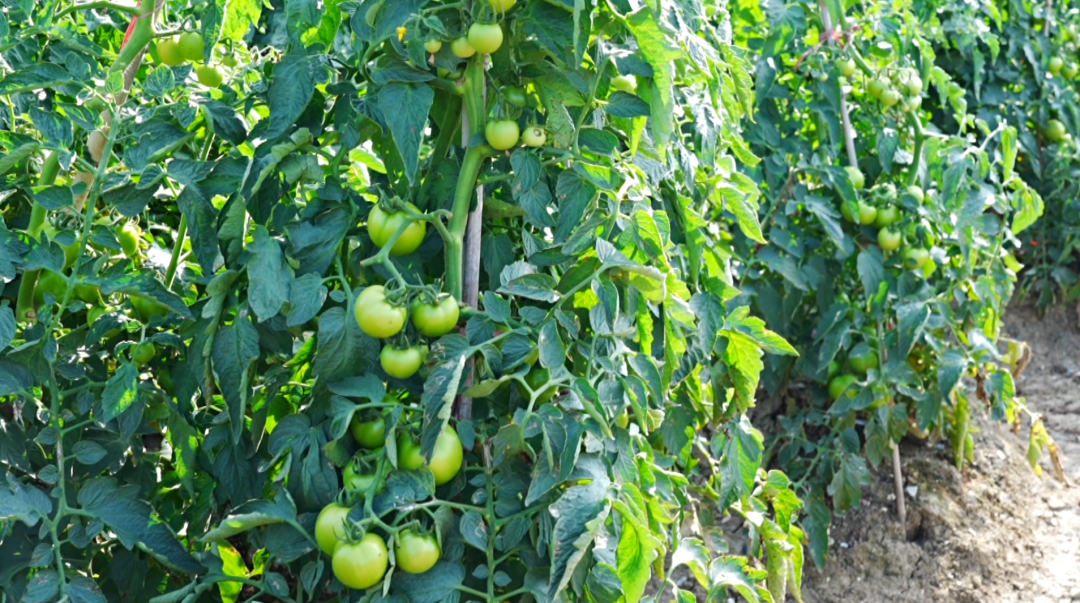 “紅火火”映紅好日子 “綠盈盈”結出致富果。