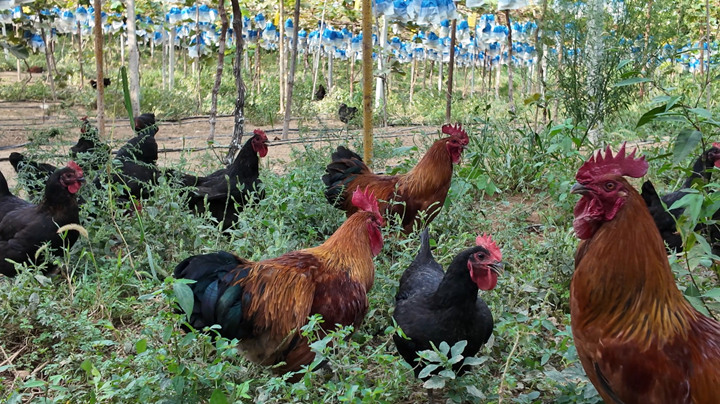 養殖廠的雞。