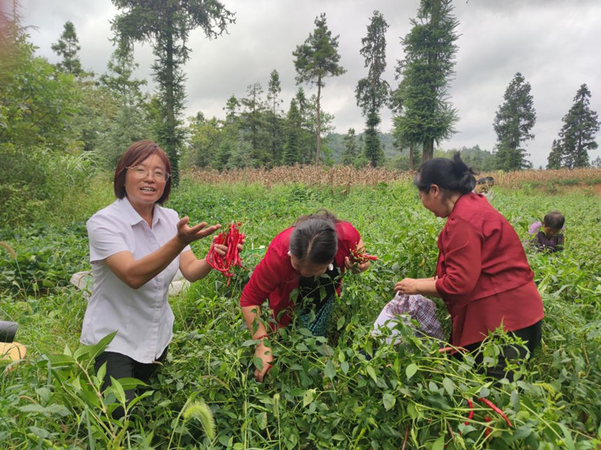 百宜鎮紅旗村村民在采摘百宜辣椒。鄢永華攝