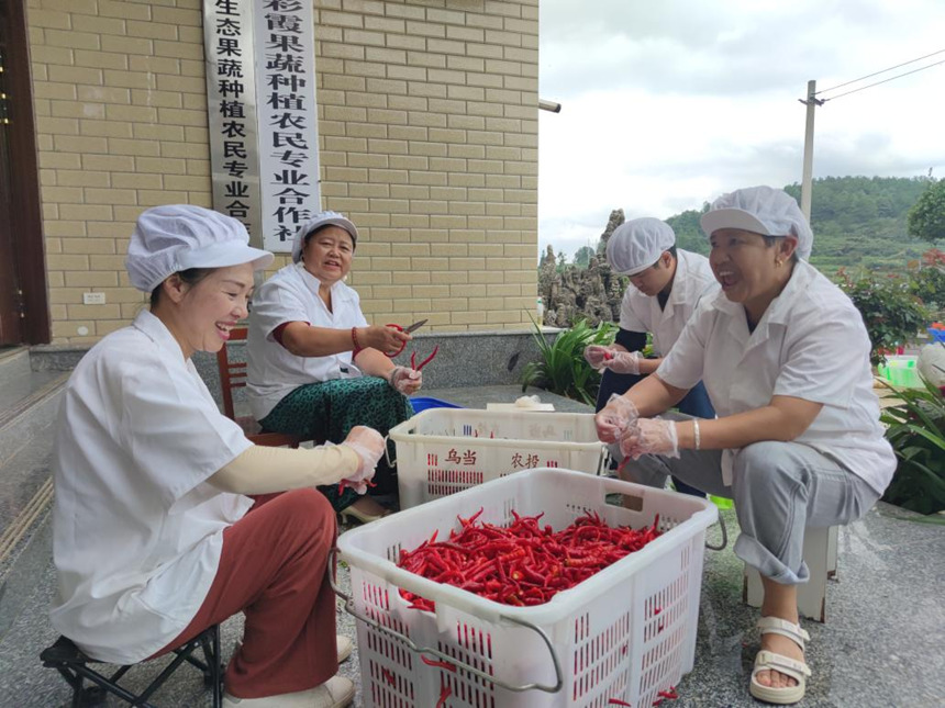 紅旗村“貴陽烏當國霞生態果蔬種植農民專業合作社聯合社”社員在做制作糟辣椒的準備工作。鄢永華攝