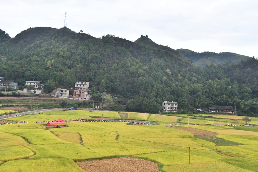 2025年9月13日，貴州省凱里市萬潮鎮馬田村，村民及游客們共赴“豐收宴”。楊仁海攝