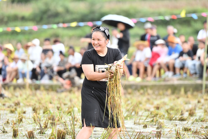 2025年9月13日，貴州省凱里市萬潮鎮馬田村，一村民在捉稻田魚競賽鬧豐收。楊仁海攝