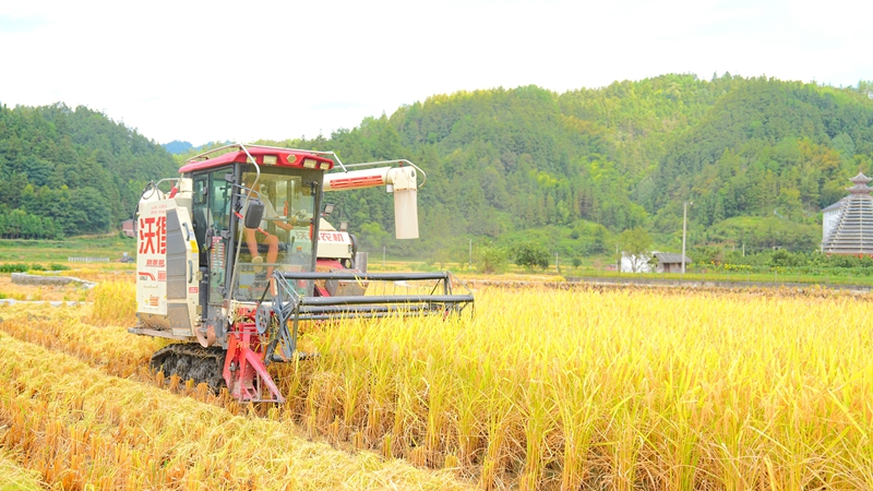 收割機正在收割稻谷。羅崢銘攝