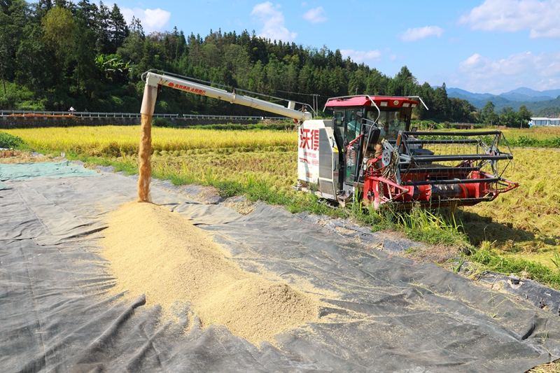 收割機正在卸糧。謝達意攝