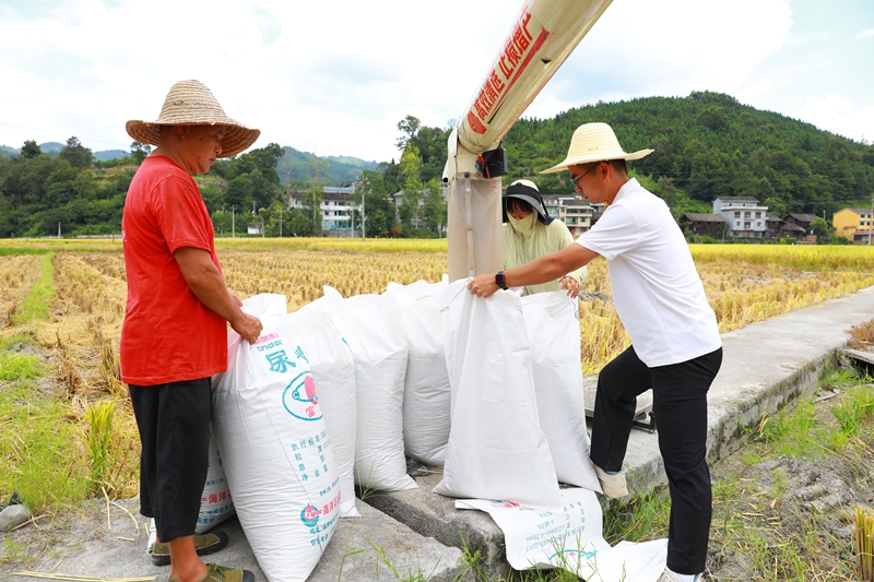 農戶將剛收割的稻谷裝袋。謝達意攝