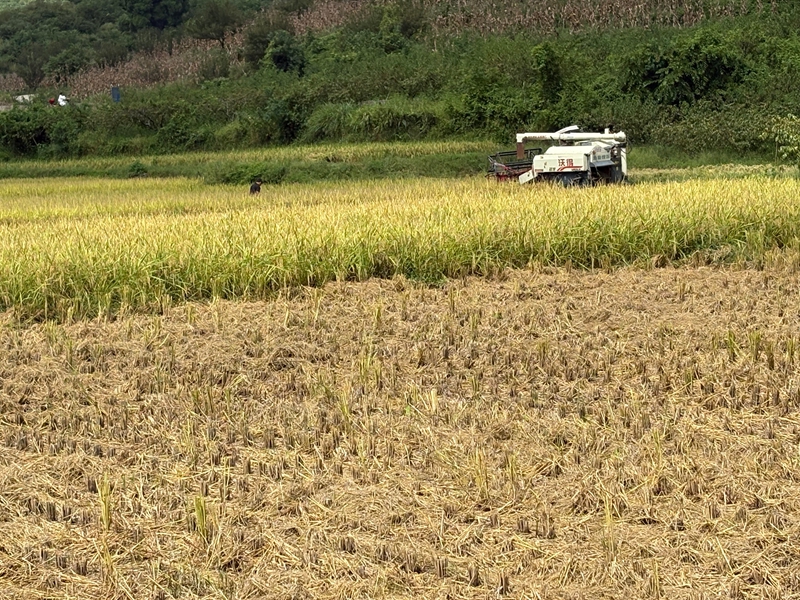 圖為:聯合收割機在田里收割水稻 (胡曉嫻 攝)