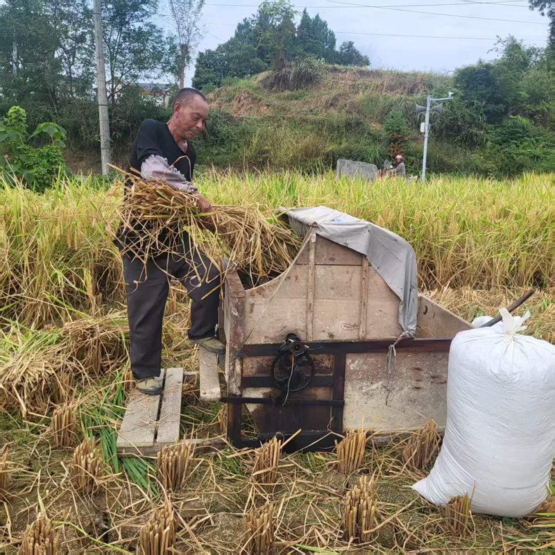 2、村民用腳踏式脫谷機脫水稻谷。.jpg