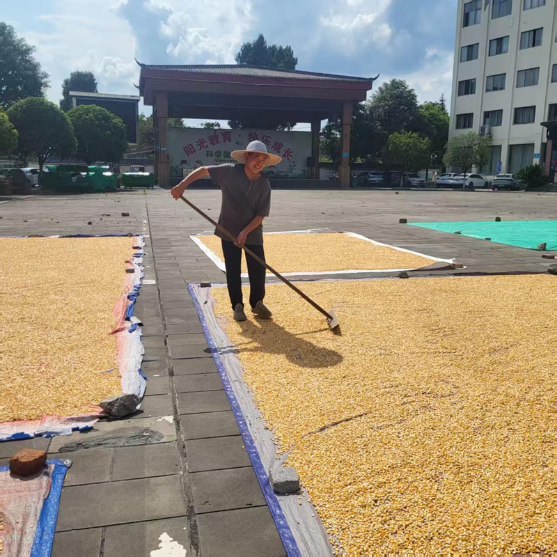 5、太平社區群眾晾曬玉米。.jpg