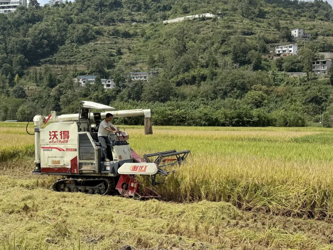 圖為：收割機收割