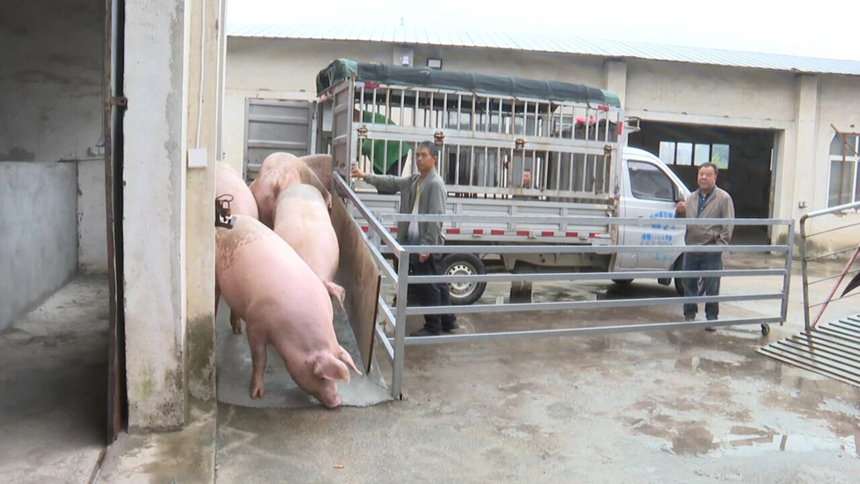 早上9點，第一批生豬已運達交易市場，經過消毒流程后轉入交易區待售。