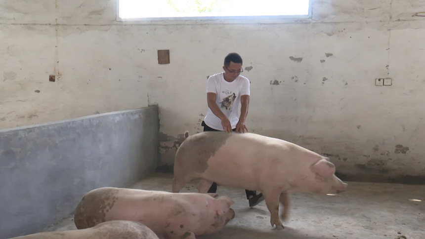 銷售商王勇正伸手觸摸豬身確認膘情，又仔細查看豬的眼睛、口鼻等情況。