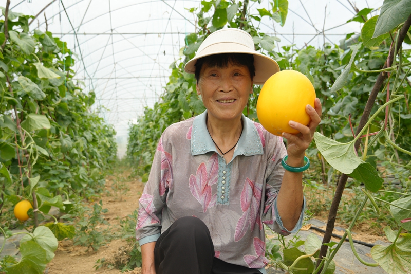 貴州思南張家寨鎮：蜜瓜飄香好“豐”景眼下，正是各種時令水果陸續上市的時節，貴州省思南縣張家寨鎮河江村的14畝金香蜜瓜喜迎豐收，田間地頭洋溢著豐收的喜悅。