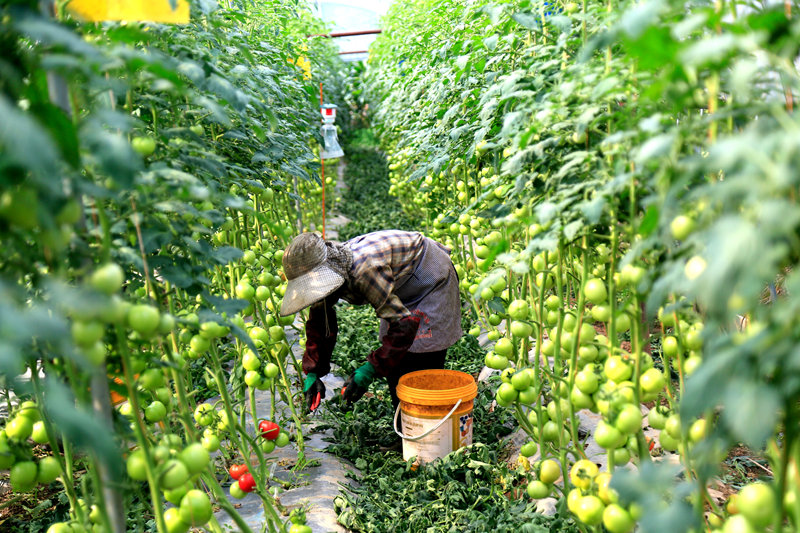 平壩蔬菜產銷兩旺 配套產業助力農產品外銷。