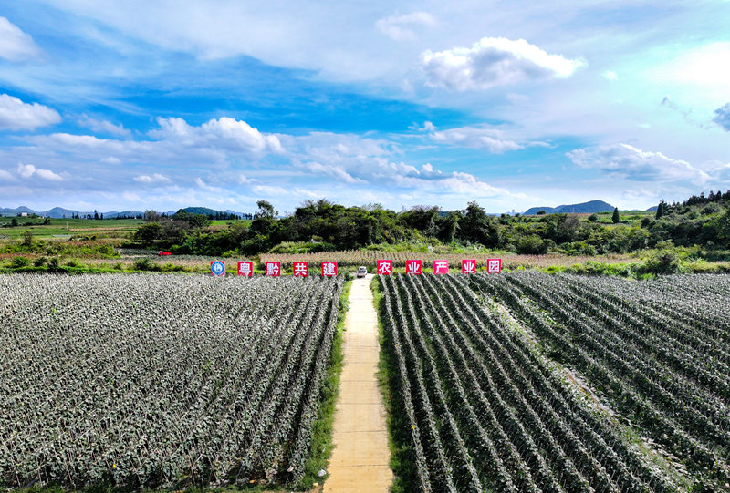 粵黔協作共建現代農業產業園。