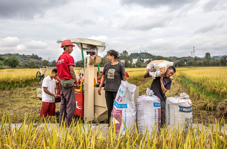 9月17日，貴州省黔西市洪水鎮優質水稻種植基地，農民使用小型收割機收割稻谷。
