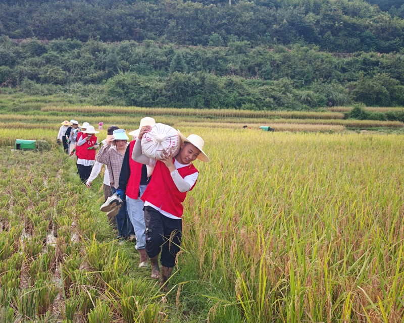 施秉縣雙井鎮志愿者幫農戶搬運稻谷。